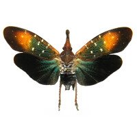 Pyrops whiteheadi gunjii
